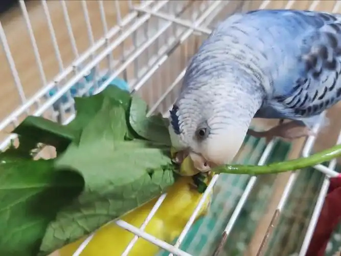 Can-Parrots-Eat-Fruits-and-Vegetables?