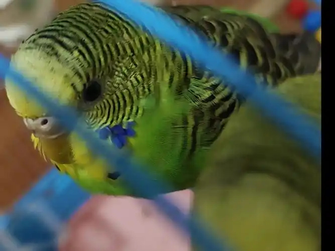 Understanding-Parrot-Body-Language