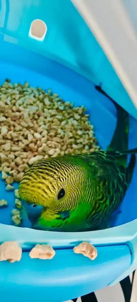 Parrot