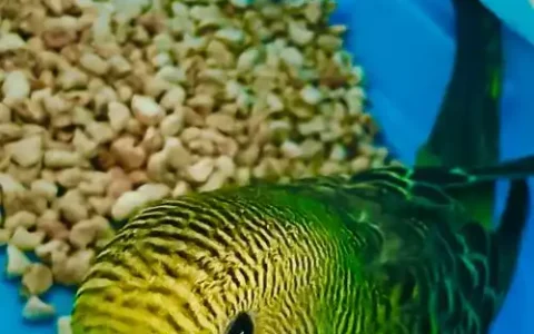 Do You Know The True Cost Of Your Parrot?