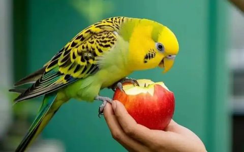 What Do Parrots Eat? Complete Diet Guide