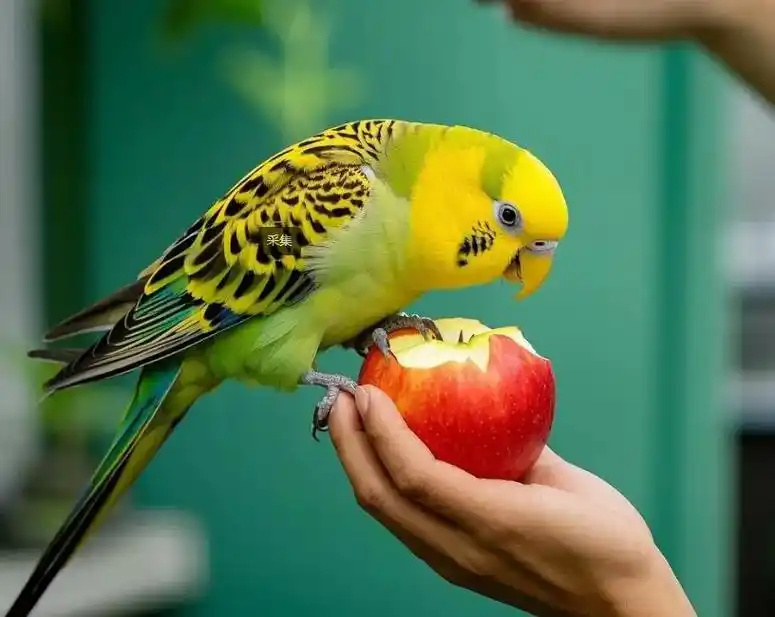 What-Do-Parrots-Eat?