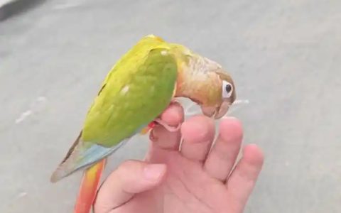How to Find a Lost Parrot