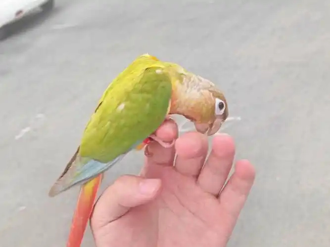 How-to-Find-a-Lost-Parrot