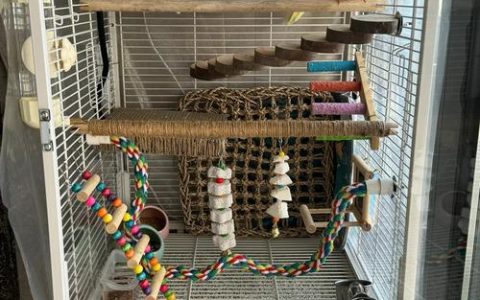 How to Set Up a Parrot Cage for Comfort: A Practical Guide