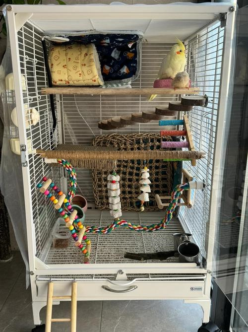 How to Set Up a Parrot Cage for Comfort: A Practical Guide