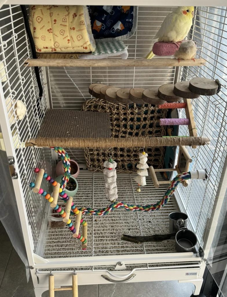 How to Set Up a Parrot Cage for Comfort: A Practical Guide