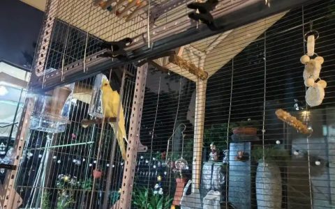 Best Parrot Cage Accessories: Enrich Your Bird’s Life