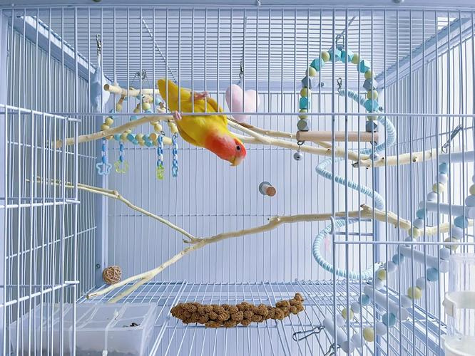 how-to-transition-your-parrot-to-a-new-cage