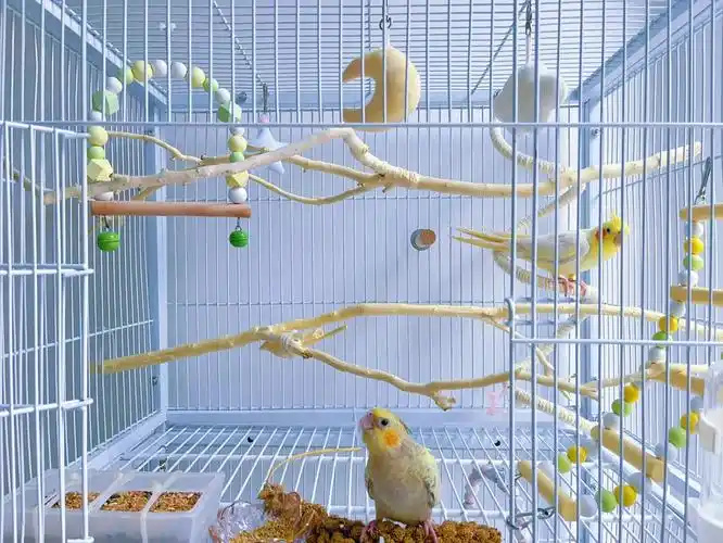 how-to-transition-your-parrot-to-a-new-cage