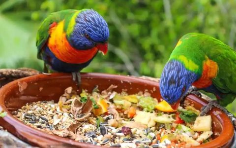 What Do Parrots Eat?