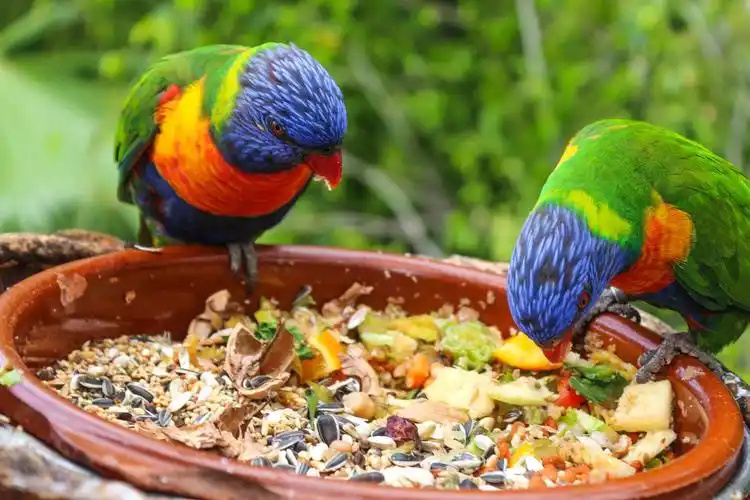 What Do Parrots Eat?