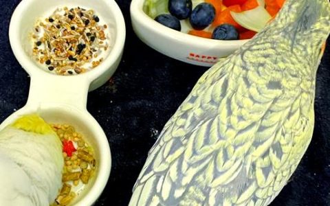 Bad Foods For Parrots