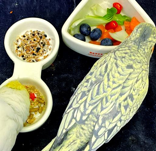 Bad Foods For Parrots