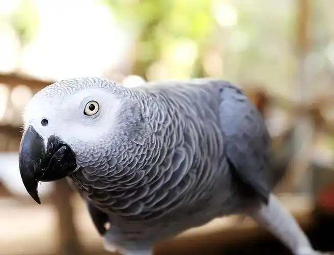How-Long-Do-Parrots-Live