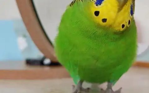 5 Parrot Talking Myths and Facts