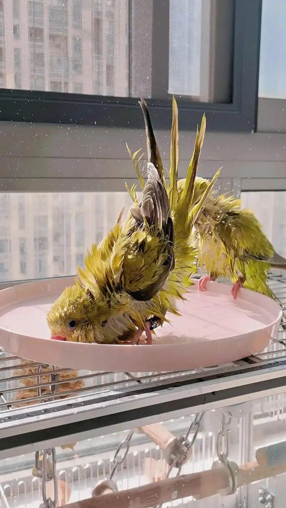 How to Bathe Your Parrot Safely: A Step-by-Step Guide
