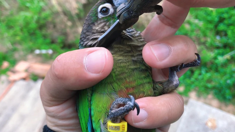 Parrot-bites-people