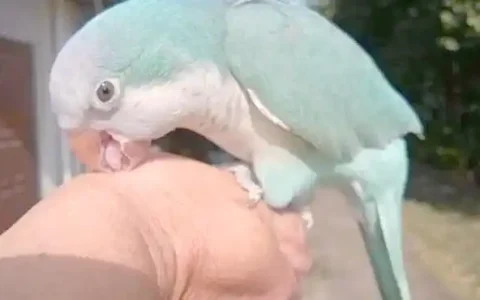How to Stop Your Parrot from Biting: Practical, Compassionate Solutions