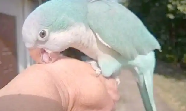 Parrot-bites-people