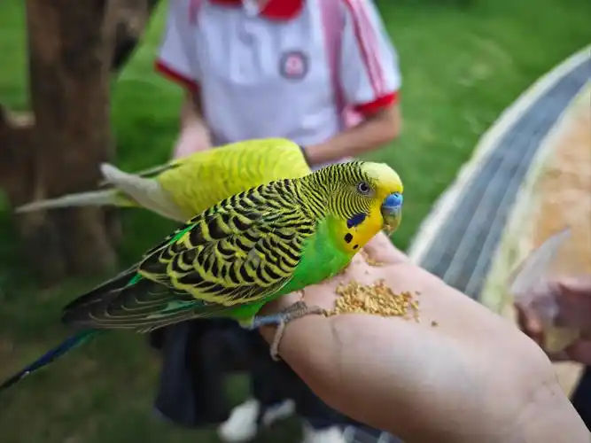 Do-Parakeets-Need-To-Be-in-Pairs?