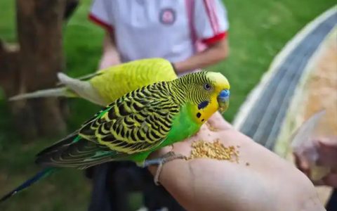 14 Parrot Hand-Feeding Tips