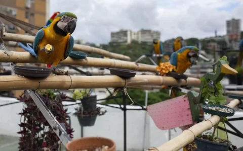 How to Stop Feather Plucking in Parrots