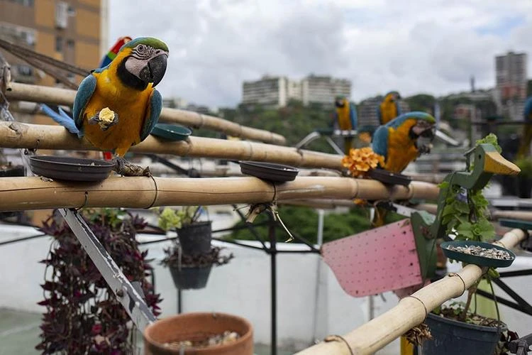 Parrot-plucking