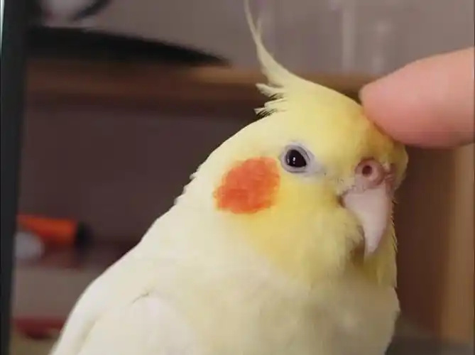 How to Stop Your Parrot from Screaming: Calm Your Bird with Proven Methods
