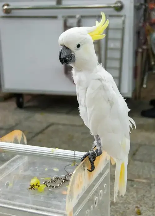 How to Stop Your Parrot from Screaming: Calm Your Bird with Proven Methods