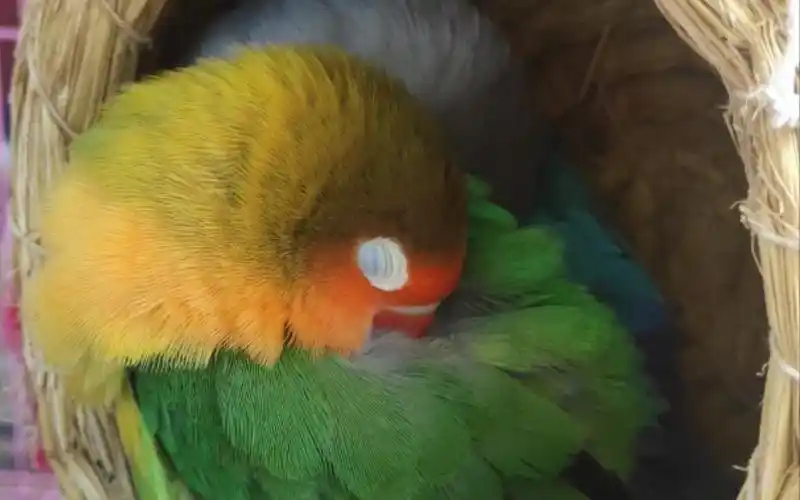 Parrot-sleeping