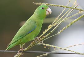 Parrotlet-1