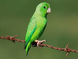 Parrotlet