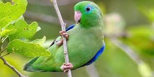 Parrotlet-3