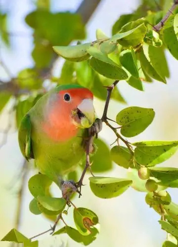 Peach-Faced Lovebird