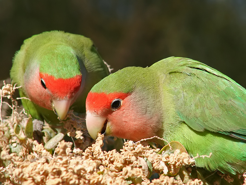 Peach-Faced Lovebird