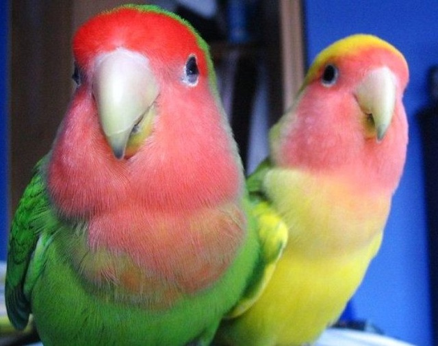 Peach-Faced Lovebird