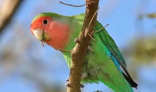 Peach-Faced Lovebird