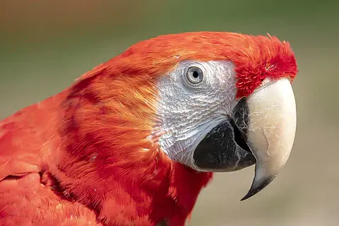 Scarlet-macaws-with-healthy-beaks