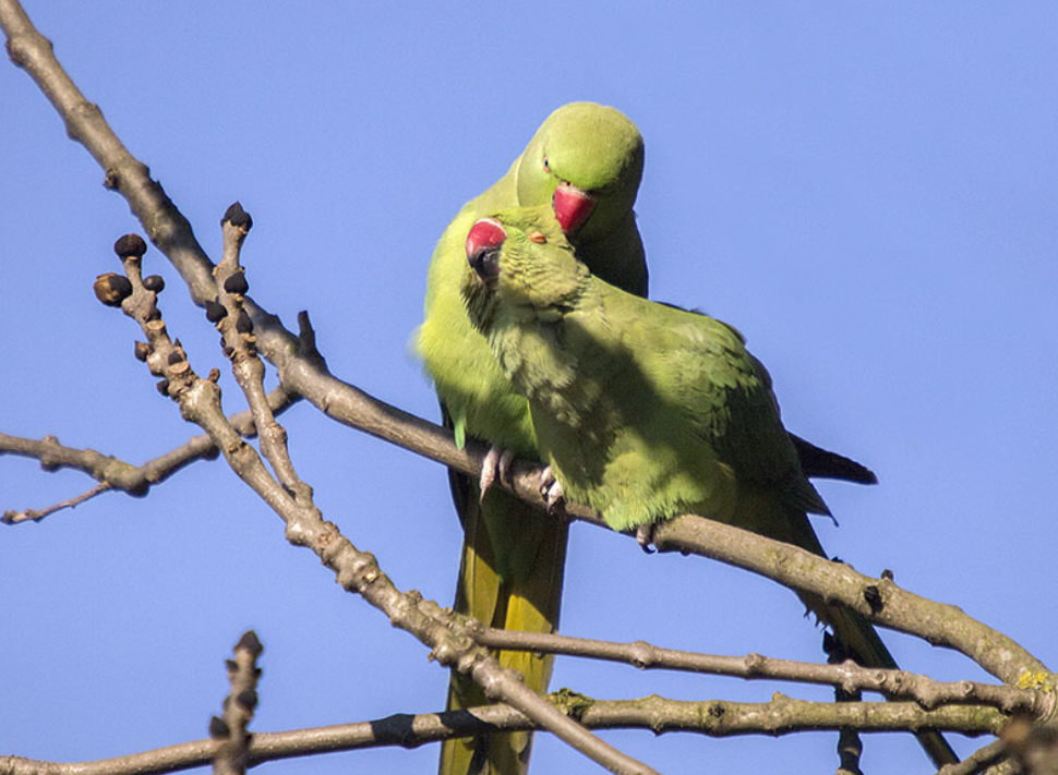 Ring-necked-Parakeets-engage-in-mutual-feather-preening