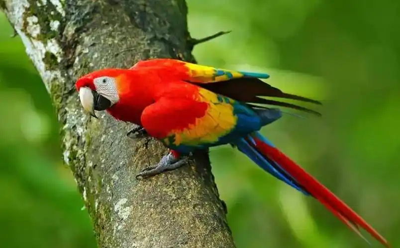 Scarlet-Macaw-3
