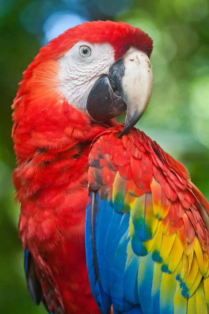 Scarlet-Macaw