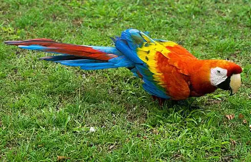 Scarlet-Macaw-2
