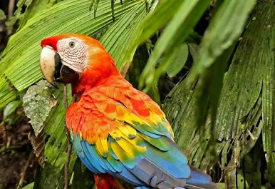Scarlet-Macaw