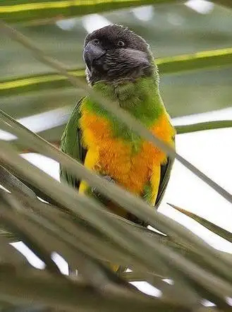 Senegal Parrot
