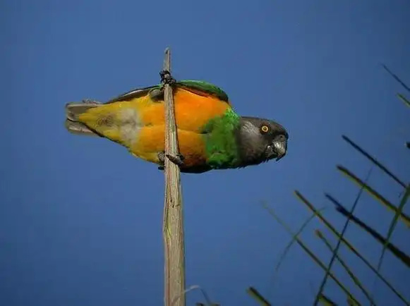 Senegal Parrot