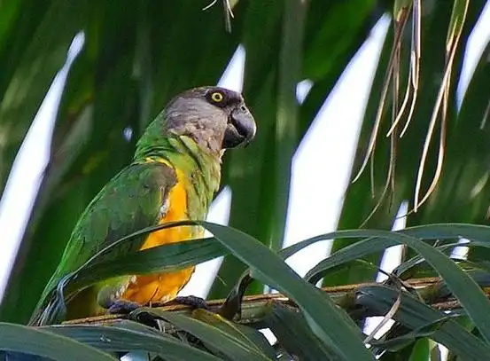Senegal Parrot