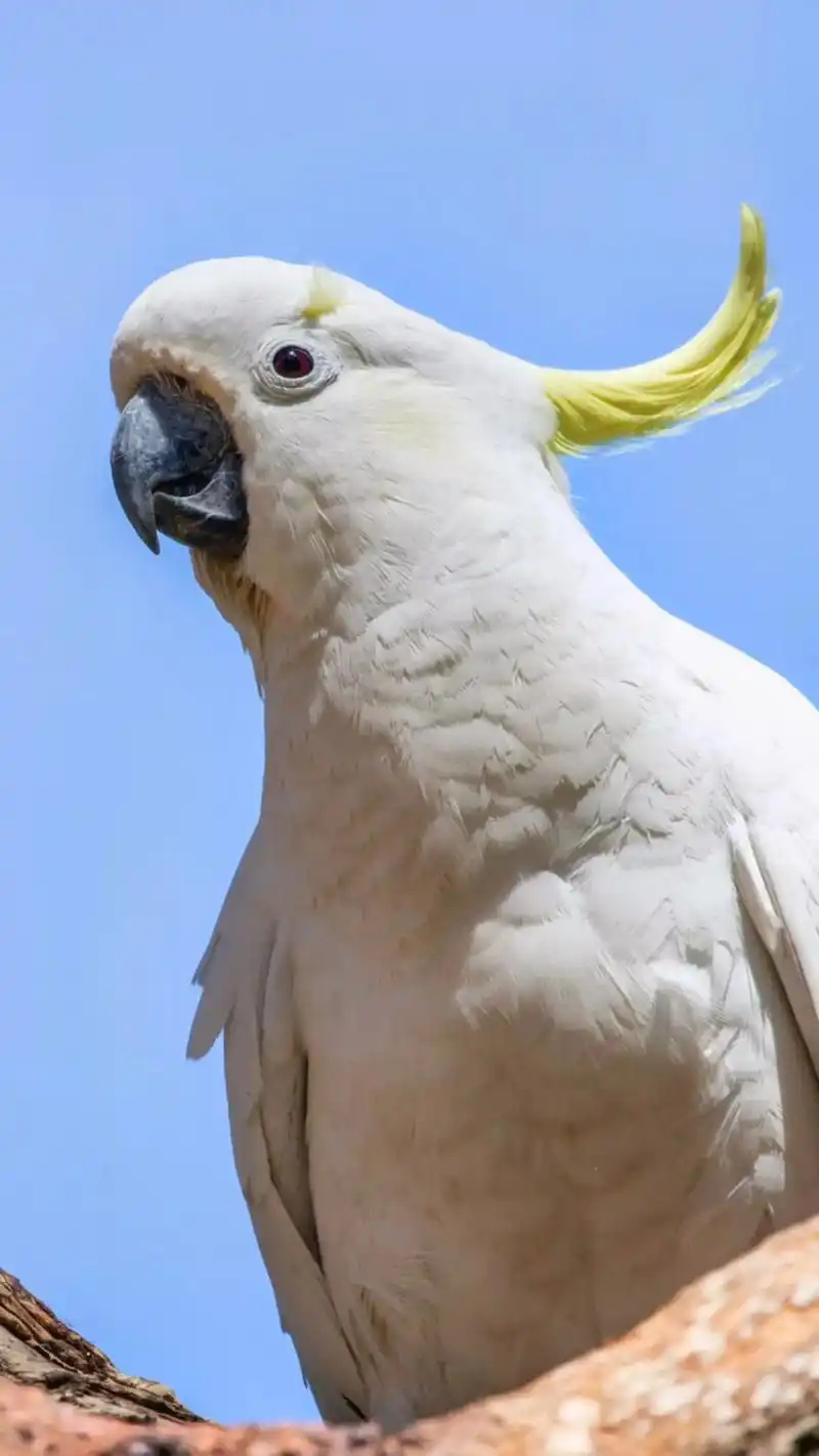 Sulphur-crested-Cockatoo