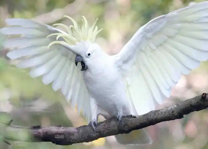 Sulphur-crested-Cockatoo