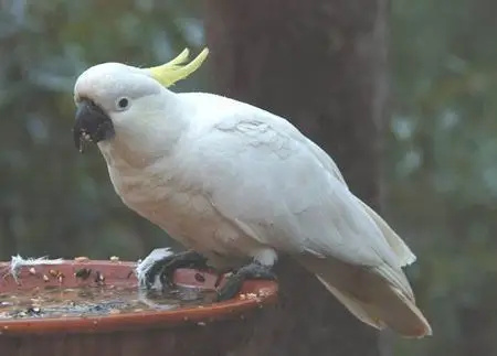 Sulphur-crested-Cockatoo-2